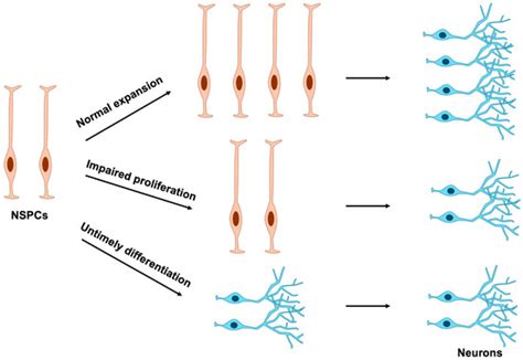 Defective Neural Stem and Progenitor Cell Proliferation in ...