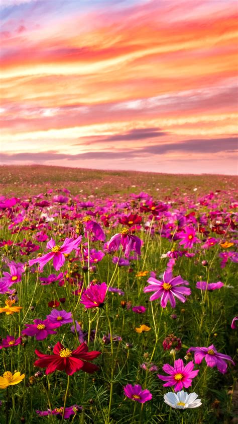 Cosmos flower field landscape at sunset | Windows Spotlight Images