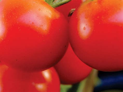 Tomato-Starke Ayres | Starke Ayres