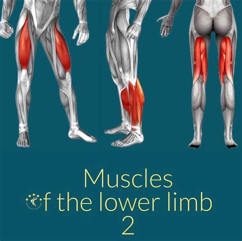 Posterior Compartment Leg Muscles