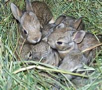 Image result for Beautiful Baby Bunnies