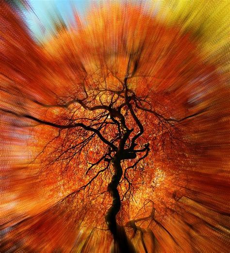 Image result for Maple Trees Exploding