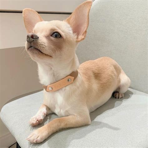 Chihuahua Dog Breed Facts & Information | The Dog People by Rover.com