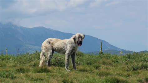 GALLERY – ride-albania.com