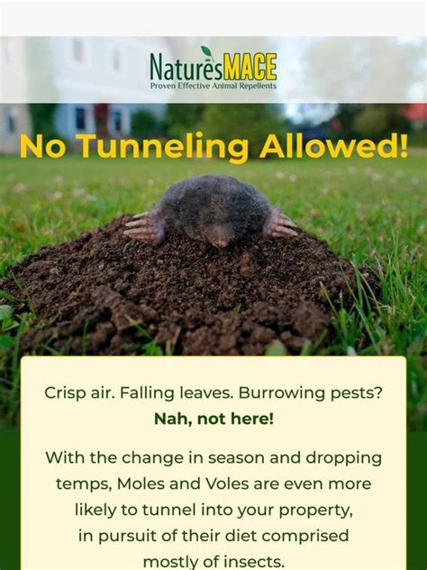 Repel Moles 的图像结果