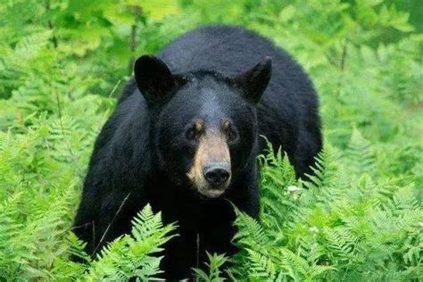 非军事区内首次发现有半月黑熊生存于此 政治·社会 : 韩民族日报