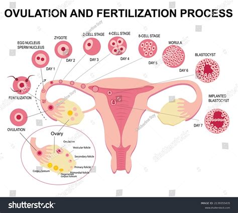 Stages Of Ovulation