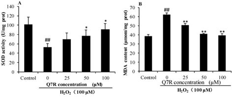 Antioxidant Activity and Hepatoprotective Potential of Quercetin 7 ...