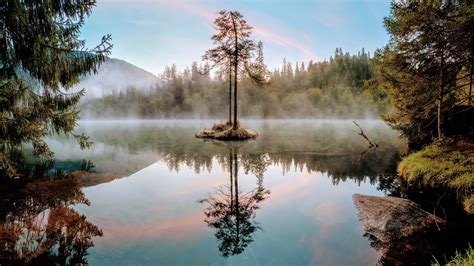 Download wallpaper 1920x1080 tree, lake, branches, grass full hd, hdtv ...