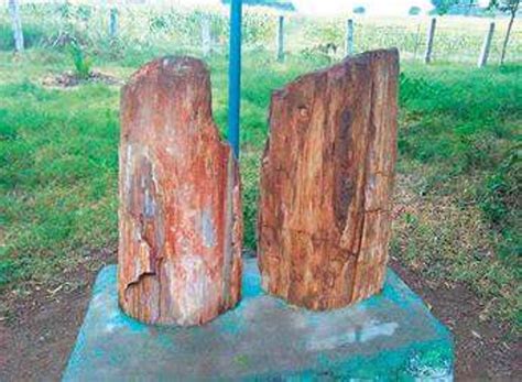 Four fossil museums in the pipeline, Ariyalur to get its own soon