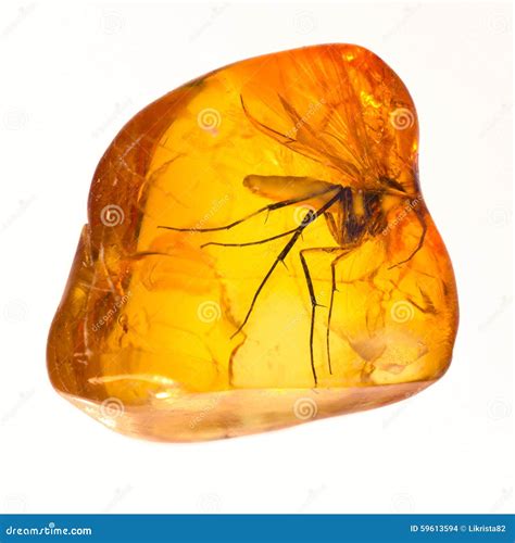 Baltic Amber Stone Inclusion. Stock Photo - Image of jewel, mineral ...