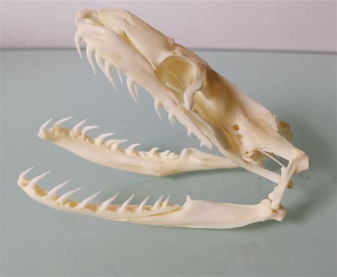 Image result for Python Skull