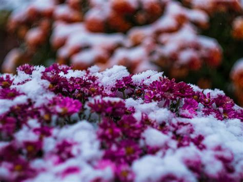 5 Ways to Protect Mums From Frost for Blooms That Last Through Thanksgiving