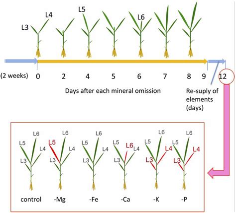 Leaf Senescence by Magnesium Deficiency