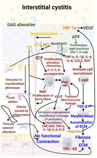 Molecular Mechanisms and Key Processes in Interstitial, Hemorrhagic and ...