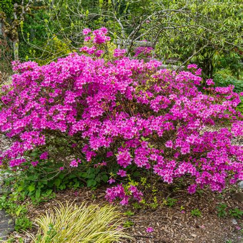 How to prune azaleas for vibrant flowers every year | Ideal Home