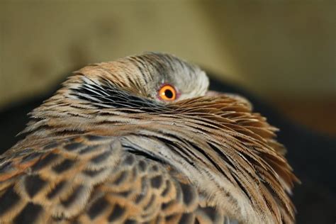 HIMALAYAS ONIZNI ECOLODGE (Mukteshwar, Uttarakhand) - Lodge Reviews ...