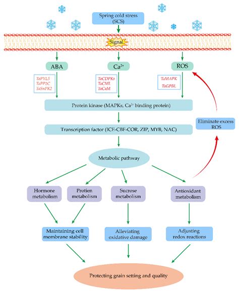 Physiology and Molecular Breeding in Sustaining Wheat Grain Setting and ...