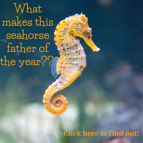 Fascinating Facts About Seahorses Denver Zoo Seahorse Zoo