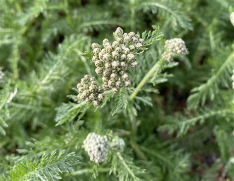 Yarrow Plant Uses Yarrow: Uses And Benefits EBook : Uprety, Om