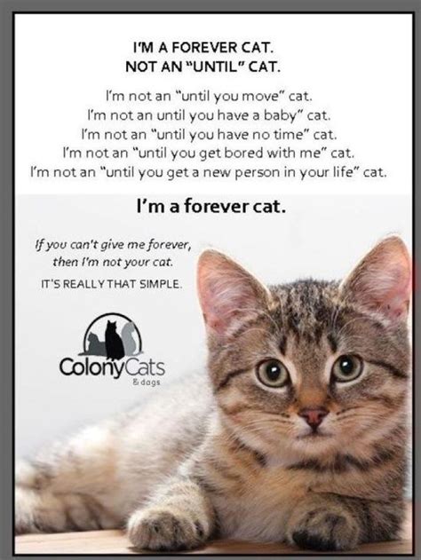 Image result for Cat Command in Shell Script