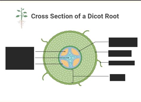 Image result for Root Python Diagram