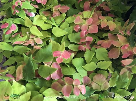 Adiantum Macrophyllum fern Plant For Sale In India | Online plant nursery