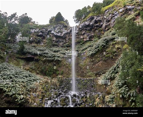 Forest landscape azores hi-res stock photography and images - Alamy