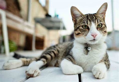 New Clients | Black Creek Veterinary Hospital