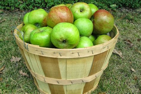 What Is The Weight Of A Bushel Of Apples at Palmer Ellerbee blog