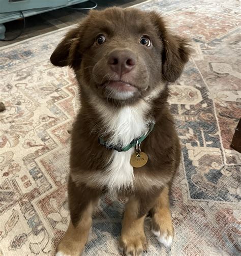 Chocolate Labrador Australian Shepherd Mix