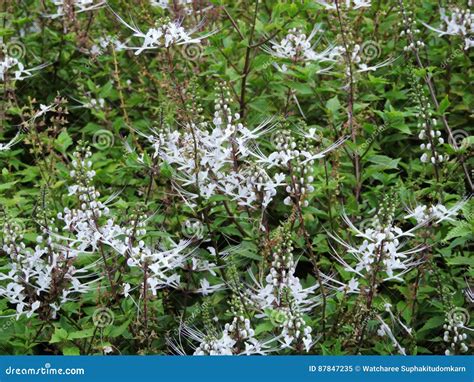 Orthosiphon Aristatus or Cat`s Whiskers Plant. Stock Image - Image of ...