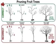 Apple Tree Pruning Guide 的图像结果