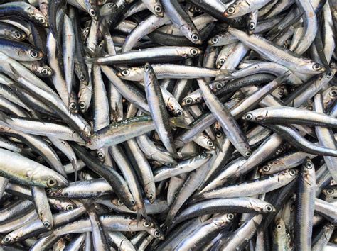 Ocean Salinity Explained 的图像结果