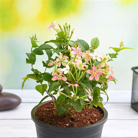 Buy Best Seller Plants online from Nurserylive at lowest price.
