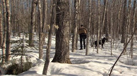 Image result for Maple Trees Exploding