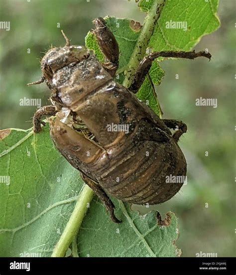 Dog-day Cicadas (Neotibicen Stock Photo - Alamy