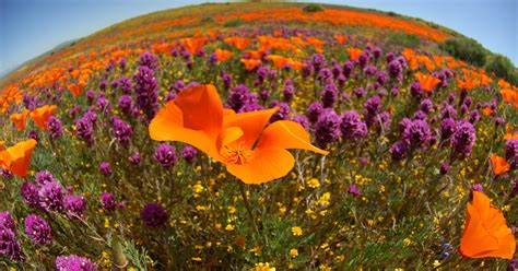 Photos: California poppies blooming; where to see them during super bloom