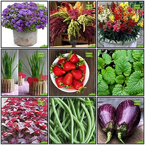 Creative Farmer Packet Combo Herb Seeds & Flower Seeds : Ageratum Balls ...