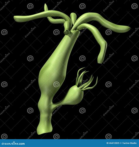 Hydra stock illustration. Illustration of micro, microorganism - 46412825