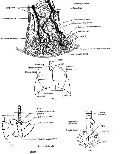 Respiratory System, Chapter Notes, Class 11, Biology PDF Download