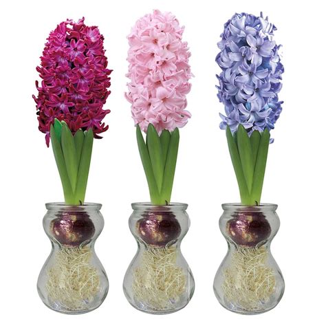 Buy Hyacinth vase: Delivery by Waitrose Garden