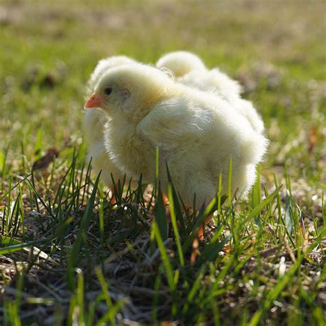 Cornish Cross Chicken
