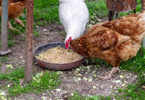 Complete List of Chicken Treats: What Can Chickens Eat?