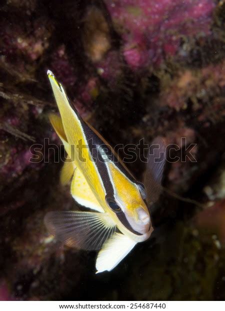 Image result for Cod Front View Fish