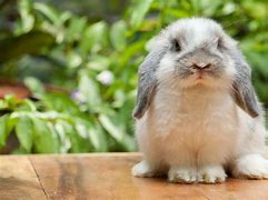 Image result for Holland Lop Gray