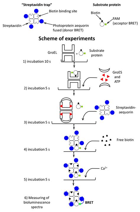 Back to GroEL-Assisted Protein Folding: GroES Binding-Induced ...