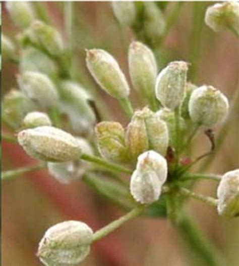 Agriplaza:: Powdery Mildew