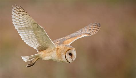Barn Owl (American) - eBird