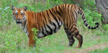 Religious Tour Package for 2 Days 1 Night | Bandipur Trip Package for 1 ...